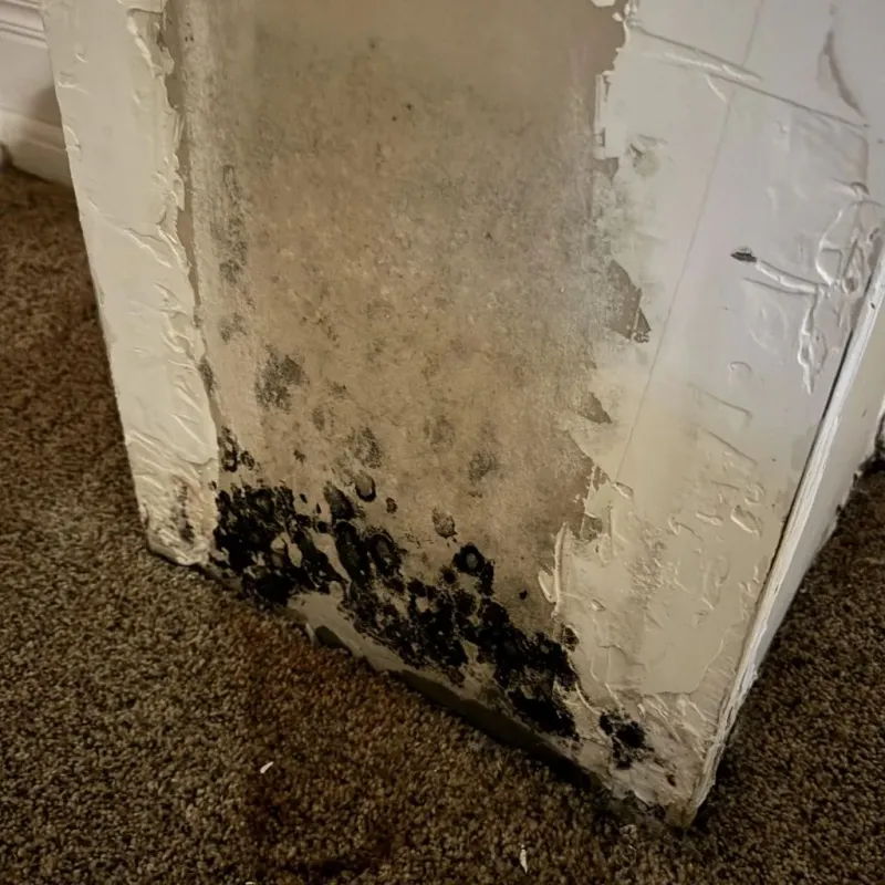 Professional Mold Removal in Bismarck, ND